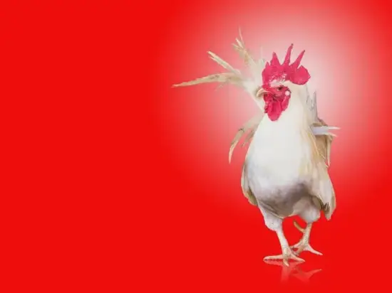 生肖鸡2025婚恋指南