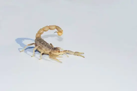 天蝎座今日财运解析