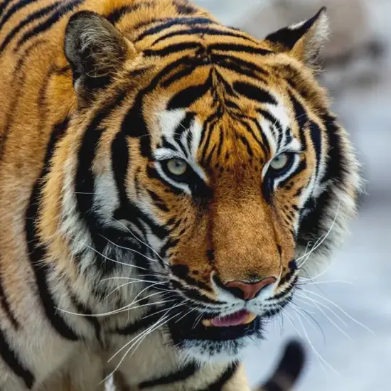 生肖虎今日吉时方位