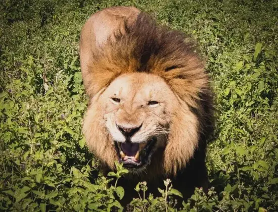 狮子座与双鱼座价值冲突