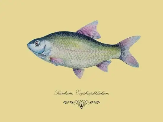 双鱼座2025运势预测