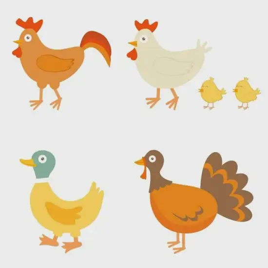 生肖鸡今日运势图解