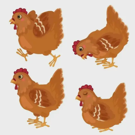 生肖鸡今日贵人方位