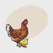 属鸡今日麻将财神方位解析：赢牌必备布局技巧