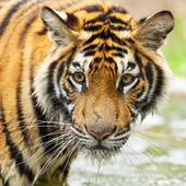 属虎出生月份运势解析个人分享