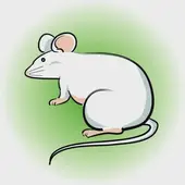 十二生肖子丑寅卯指什么？对应属相速查表