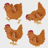 生肖鸡今日运势分析：2025年2月9日吉凶详解