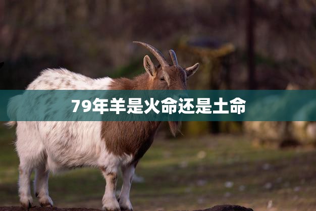 79年羊是火命还是土命(如何辨别)