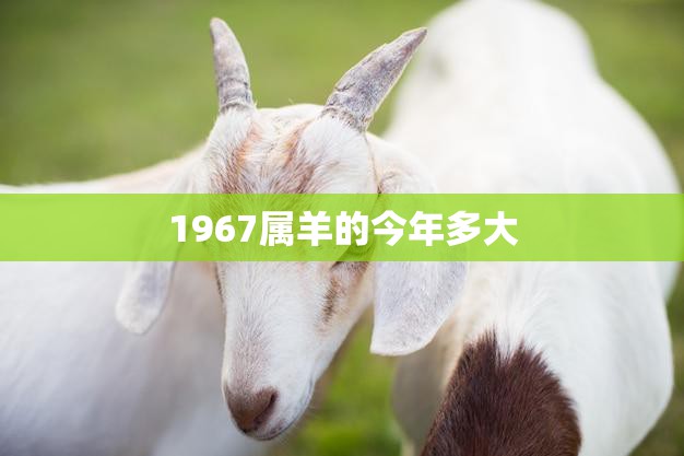 1967属羊的今年多大(属羊人的年龄计算方法及注意事项)