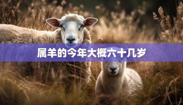 属羊的今年大概六十几岁(如何应对人生中的转折点)