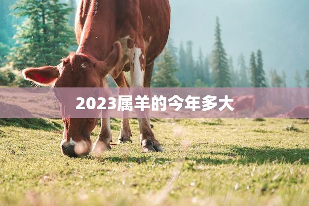 2023属羊的今年多大(羊年宝宝们已经长大了吗)