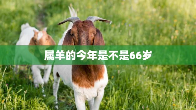 属羊的今年是不是66岁(解密属羊人的年龄疑惑)