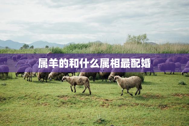 属羊的和什么属相最配婚(最佳配对星座大揭秘)
