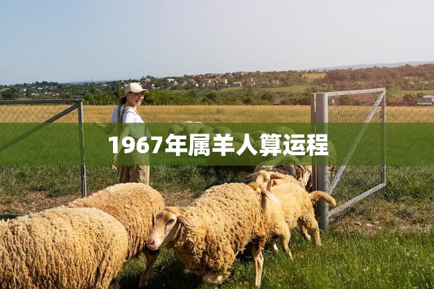 1967年属羊人算运程(2023年运势大揭秘)
