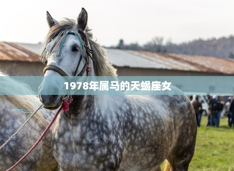 1978年属马的天蝎座女(探寻她们的神秘与魅力)