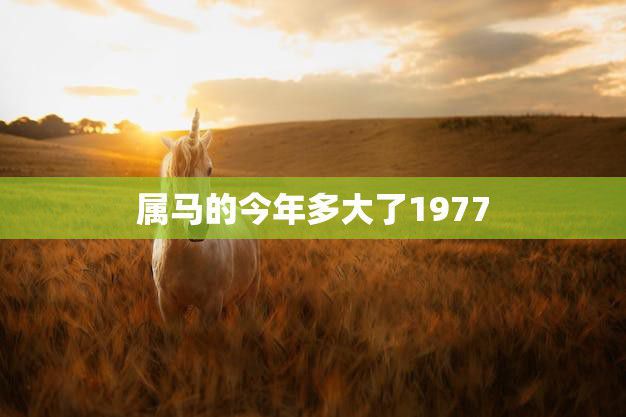 属马的今年多大了1977(马年出生人今年几岁)