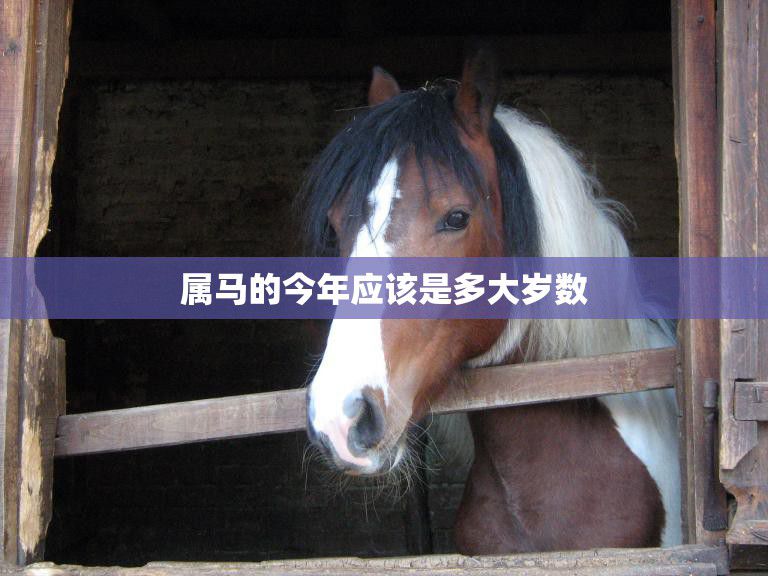 属马的今年应该是多大岁数(马年生肖年龄计算方法解析)