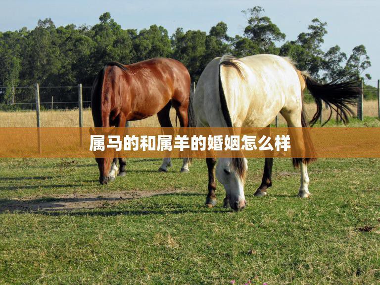 属马的和属羊的婚姻怎么样(幸福的秘诀)