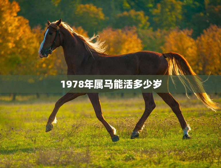 1978年属马能活多少岁(属马人的寿命预测)