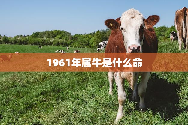 1961年属牛是什么命(解读牛年出生的人命运如何)