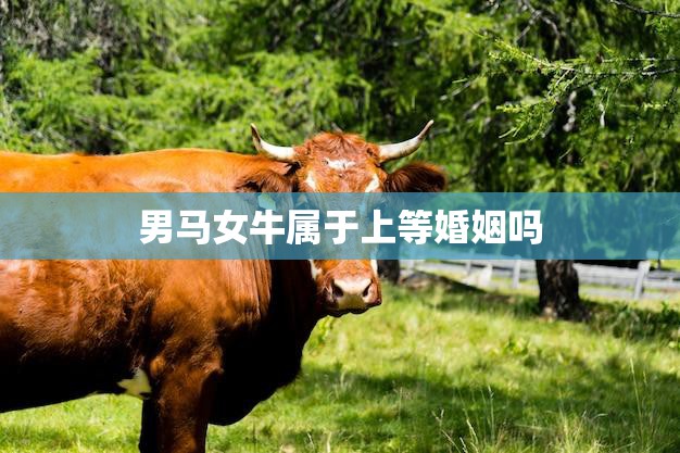 男马女牛属于上等婚姻吗(探讨异类婚姻是否能够长久)