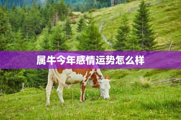 属牛今年感情运势怎么样(2023年牛年爱情运势解析)