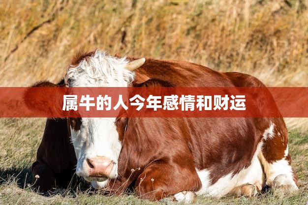 属牛的人今年感情和财运(2023年运势大揭秘)