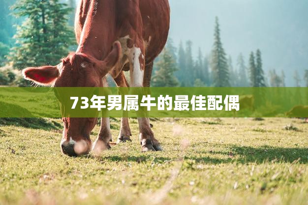 73年男属牛的最佳配偶(如何选择)