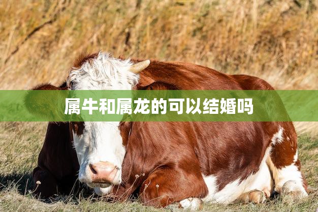 属牛和属龙的可以结婚吗(解析属相配对的秘密)
