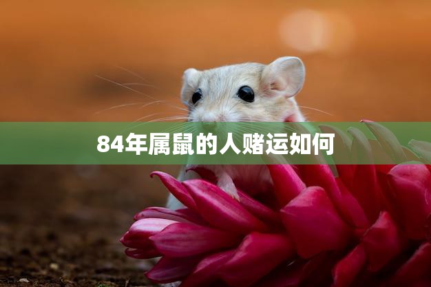 84年属鼠的人赌运如何(探究中的幸运星)