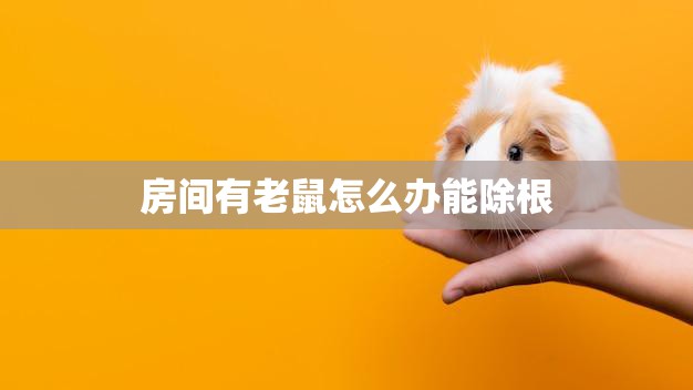 房间有老鼠怎么办能除根(快速有效的老鼠驱除方法)