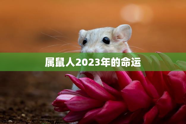 属鼠人2023年的命运(预测机遇与挑战并存)