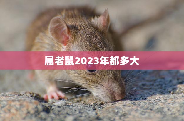 属老鼠2023年都多大(探究老鼠年生肖的年龄计算方法)