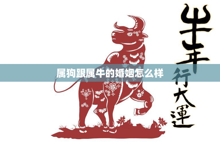属狗跟属牛的婚姻怎么样(幸福还是水火不容)